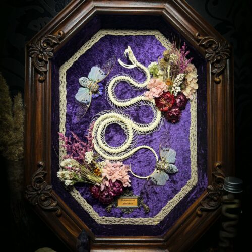 Serpent Violet Chamber| Snakes