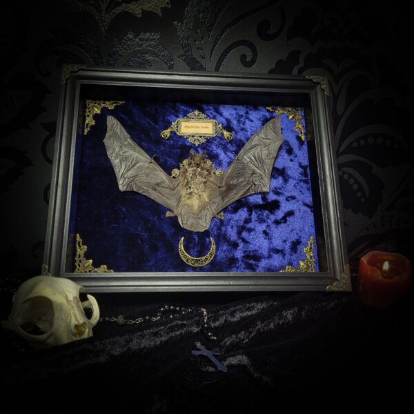 Simple bat shadowbox | MADE TO ORDER