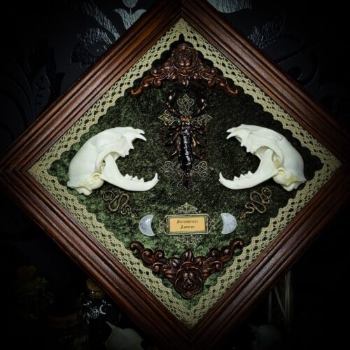Venomous Elegance | Witches