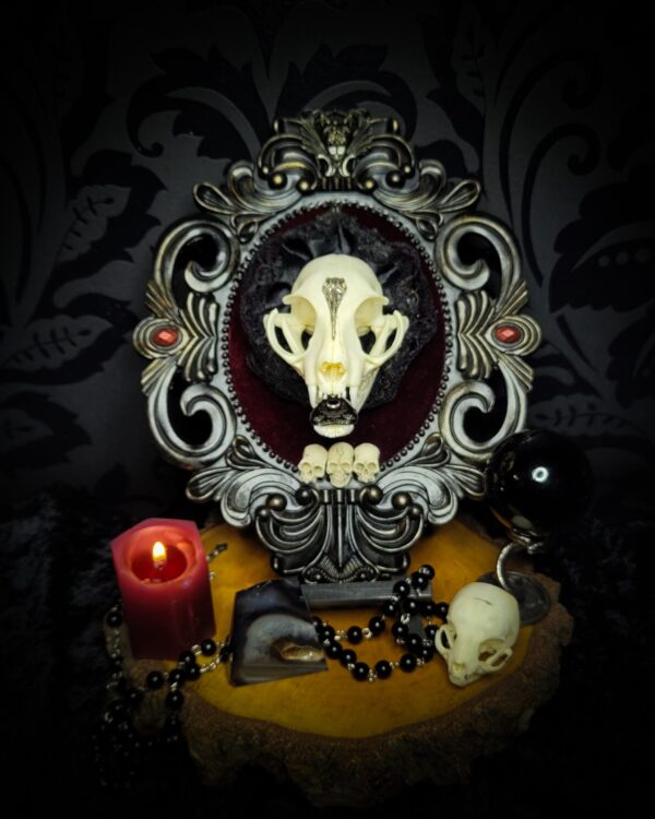Gothic Kitten | Gothic