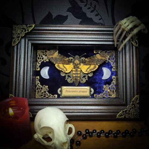 bb333a59-df93-4235-b4e2-3aa79a74e955_1.jpg Acherontia atropos | MADE TO ORDER