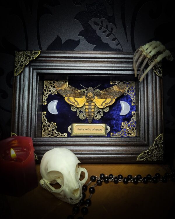 Acherontia atropos | MADE TO ORDER
