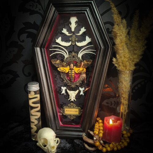 Moth Wooden Coffins | MADE TO ORDER
