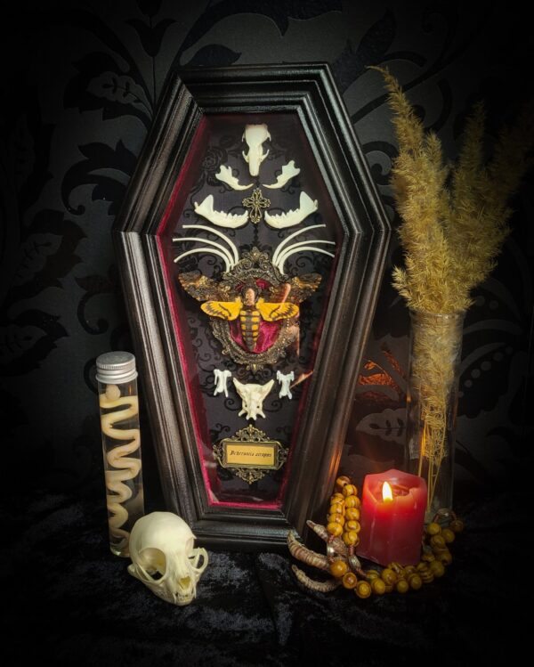 cff49e73-be04-4ea9-861a-f5709502d5da.jpg Moth Wooden Coffins | MADE TO ORDER