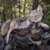 WhatsApp Image 2026-06-05 at 4.48.18 PM Lifelike coyote taxidermy in a natural resting position on a rustic log base