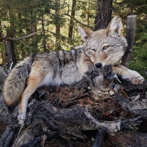 Lifelike coyote taxidermy in a natural resting position on a rustic log base