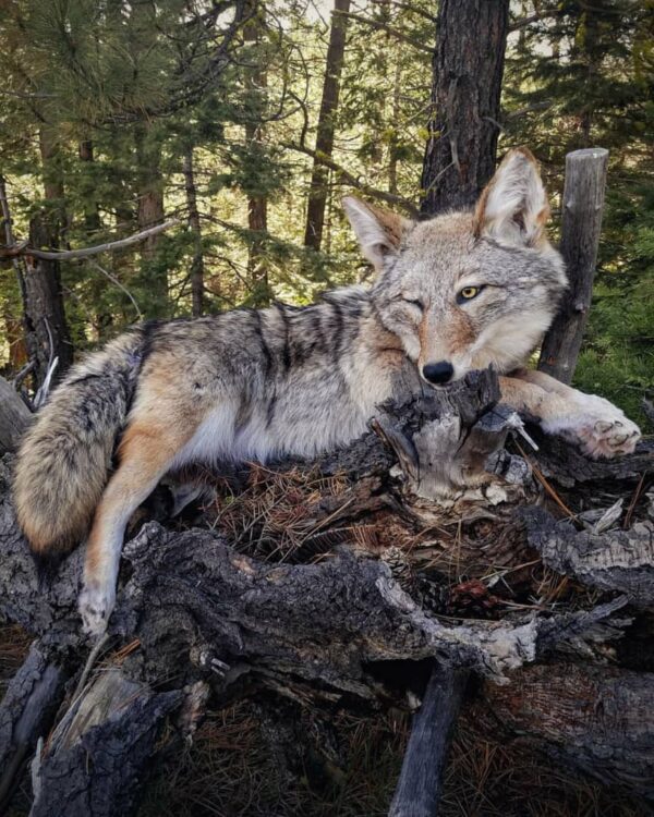WhatsApp Image 2026-06-05 at 4.48.18 PM Lifelike coyote taxidermy in a natural resting position on a rustic log base