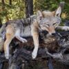 WhatsApp Image 2026-06-05 at 4.48.19 PM Lifelike coyote taxidermy in a natural resting position on a rustic log base
