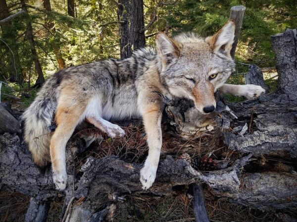 WhatsApp Image 2026-06-05 at 4.48.19 PM Lifelike coyote taxidermy in a natural resting position on a rustic log base