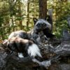 WhatsApp Image 2026-06-05 at 4.48.20 PM (1) Silver Fox Taxidermy Mount – Resting on Log