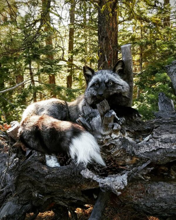 WhatsApp Image 2026-06-05 at 4.48.20 PM (1) Silver Fox Taxidermy Mount – Resting on Log