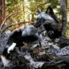 WhatsApp Image 2026-06-05 at 4.48.21 PM (1) Silver Fox Taxidermy Mount – Resting on Log