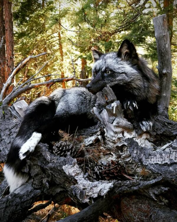 WhatsApp Image 2026-06-05 at 4.48.21 PM (1) Silver Fox Taxidermy Mount – Resting on Log