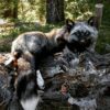 WhatsApp Image 2026-06-05 at 4.48.21 PM Silver Fox Taxidermy Mount – Resting on Log