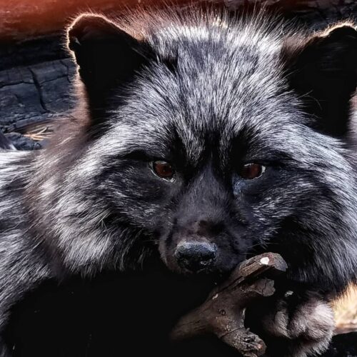 WhatsApp Image 2026-06-05 at 4.48.21 PM (2) Silver Fox Taxidermy Mount – Stretched Pose on Dark Log