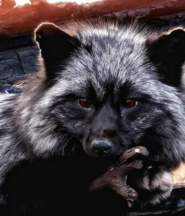 WhatsApp Image 2026-06-05 at 4.48.21 PM (2) Silver Fox Taxidermy Mount – Stretched Pose on Dark Log