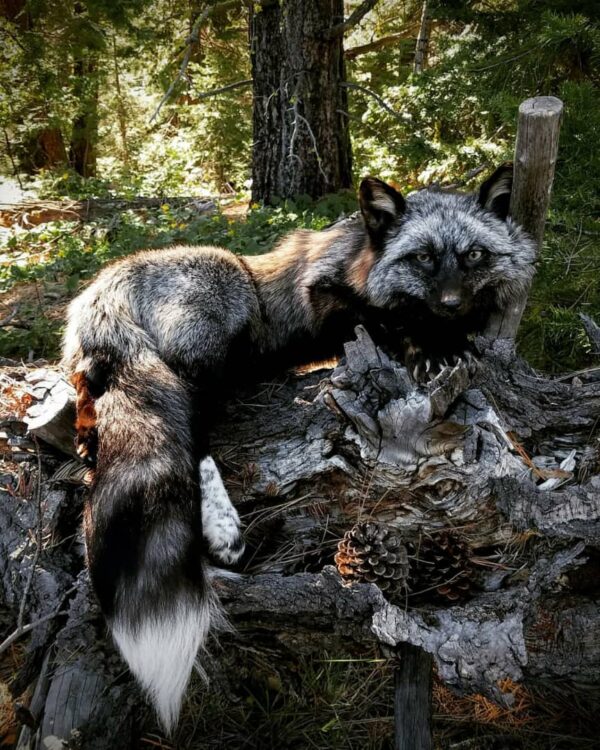 WhatsApp Image 2026-06-05 at 4.48.21 PM Silver Fox Taxidermy Mount – Resting on Log