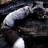 WhatsApp Image 2026-06-05 at 4.48.22 PM Silver Fox Taxidermy Mount – Stretched Pose on Dark Log