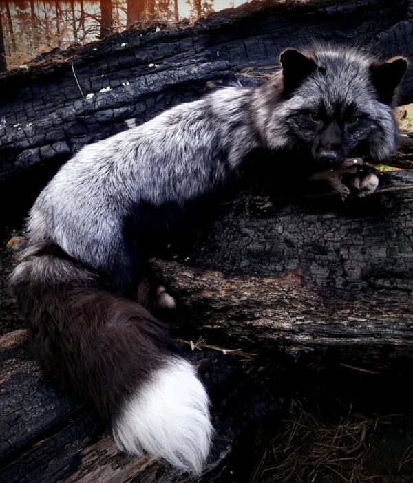 WhatsApp Image 2026-06-05 at 4.48.22 PM Silver Fox Taxidermy Mount – Stretched Pose on Dark Log