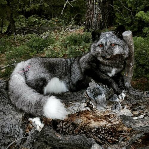Red Fox Taxidermy Mount – Resting on Log