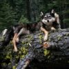 WhatsApp Image 2026-06-05 at 4.48.24 PM (1) Gray Wolf Taxidermy Mount – Resting on Mossy Log
