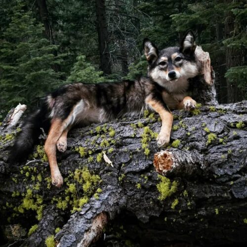 Gray Wolf Taxidermy Mount – Resting on Mossy Log