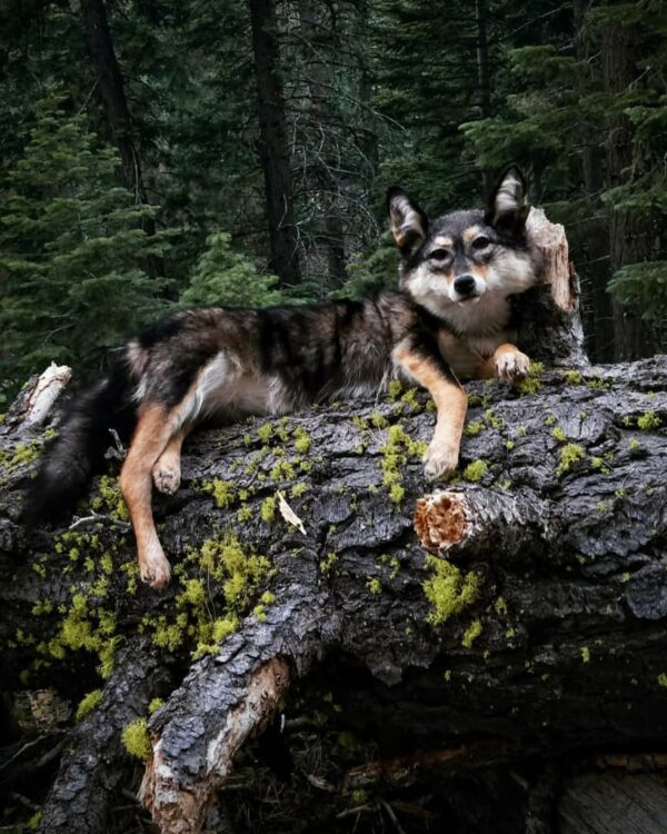 WhatsApp Image 2026-06-05 at 4.48.24 PM (1) Gray Wolf Taxidermy Mount – Resting on Mossy Log