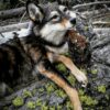 WhatsApp Image 2026-06-05 at 4.48.25 PM (1) Gray Wolf Taxidermy Mount – Resting on Mossy Log