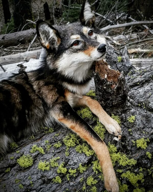 WhatsApp Image 2026-06-05 at 4.48.25 PM (1) Gray Wolf Taxidermy Mount – Resting on Mossy Log