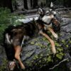 WhatsApp Image 2026-06-05 at 4.48.25 PM Gray Wolf Taxidermy Mount – Resting on Mossy Log