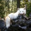 WhatsApp Image 2026-06-05 at 4.48.25 PM (3) Arctic Fox Taxidermy Mount – White Resting Pose on Log
