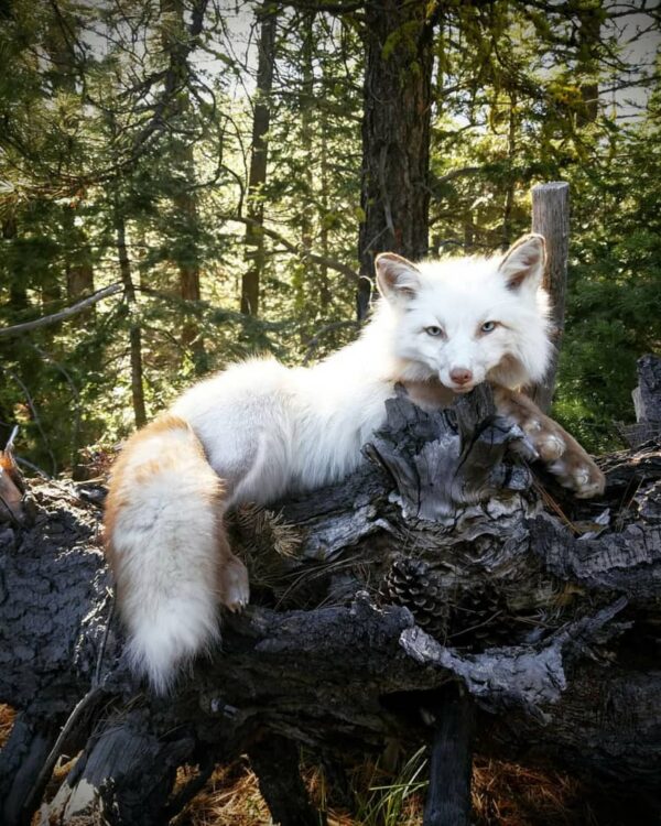 WhatsApp Image 2026-06-05 at 4.48.25 PM (3) Arctic Fox Taxidermy Mount – White Resting Pose on Log