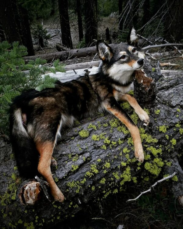 WhatsApp Image 2026-06-05 at 4.48.25 PM Gray Wolf Taxidermy Mount – Resting on Mossy Log