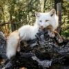 WhatsApp Image 2026-06-05 at 4.48.26 PM (1) Arctic Fox Taxidermy Mount – White Resting Pose on Log