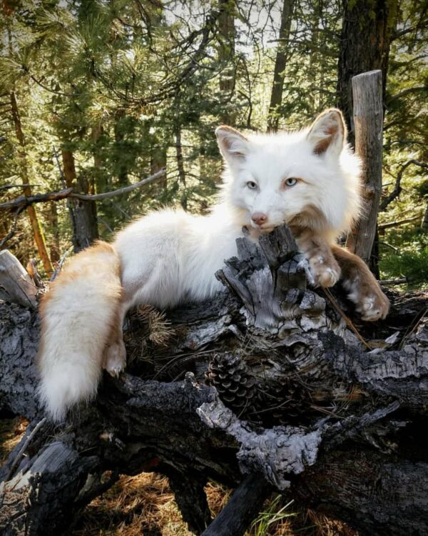 WhatsApp Image 2026-06-05 at 4.48.26 PM (1) Arctic Fox Taxidermy Mount – White Resting Pose on Log