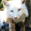 WhatsApp Image 2026-06-05 at 4.48.26 PM (2) Arctic Fox Taxidermy Mount – White Resting Pose on Log