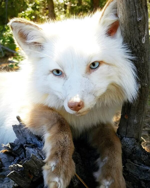 WhatsApp Image 2026-06-05 at 4.48.26 PM (2) Arctic Fox Taxidermy Mount – White Resting Pose on Log