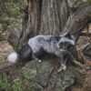 Silver Fox Taxidermy Mount – Sitting Pose by Tree