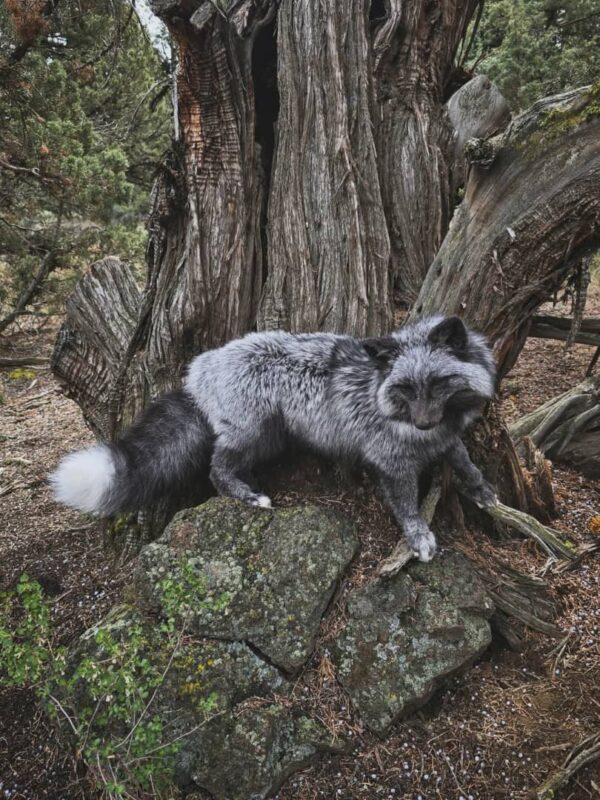 Silver Fox Taxidermy Mount – Sitting Pose by Tree