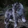 Gray Wolf Taxidermy Mount – Lying Pose on Log
