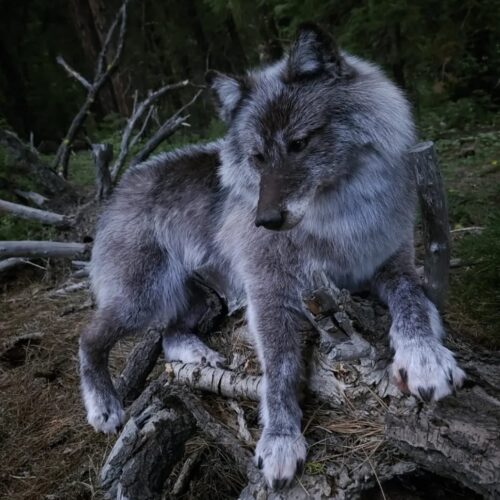Gray Wolf Taxidermy Mount – Lying Pose on Log