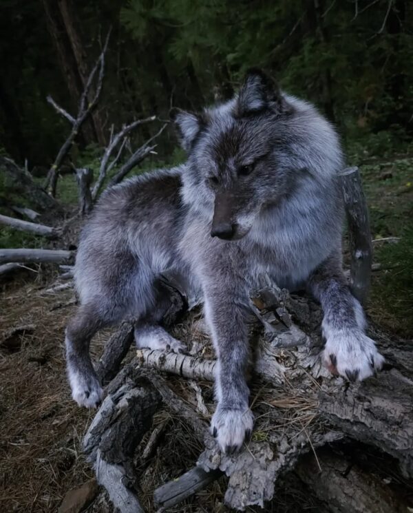 Gray Wolf Taxidermy Mount – Lying Pose on Log