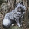 Silver Fox Taxidermy Mount – Sitting Pose by Tree