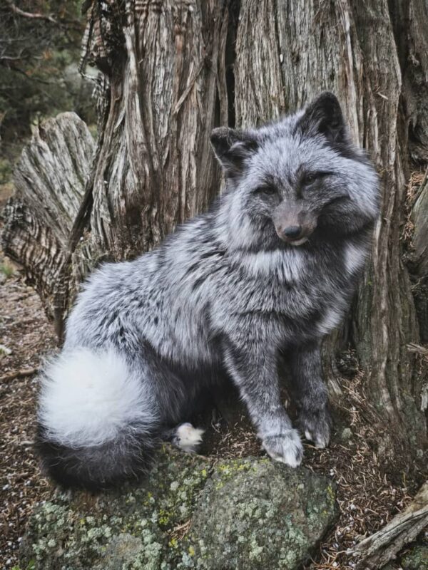 Silver Fox Taxidermy Mount – Sitting Pose by Tree