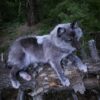 Gray Wolf Taxidermy Mount – Lying Pose on Log