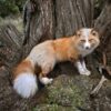 WhatsApp Image 2026-06-05 at 4.48.29 PM (2) Red Fox Taxidermy Mount – Standing Pose by Tree