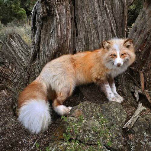 Red Fox Taxidermy Mount – Standing Pose by Tree