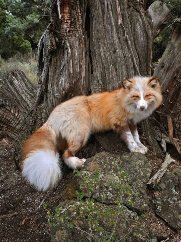 WhatsApp Image 2026-06-05 at 4.48.29 PM (2) Red Fox Taxidermy Mount – Standing Pose by Tree