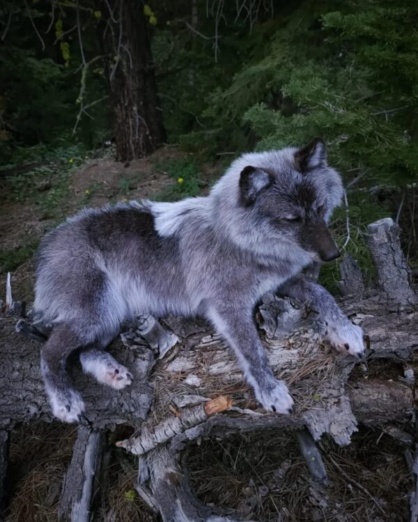 Gray Wolf Taxidermy Mount – Lying Pose on Log