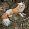 WhatsApp Image 2026-06-05 at 4.48.30 PM (1) Red Fox Taxidermy Mount – Standing Pose by Tree